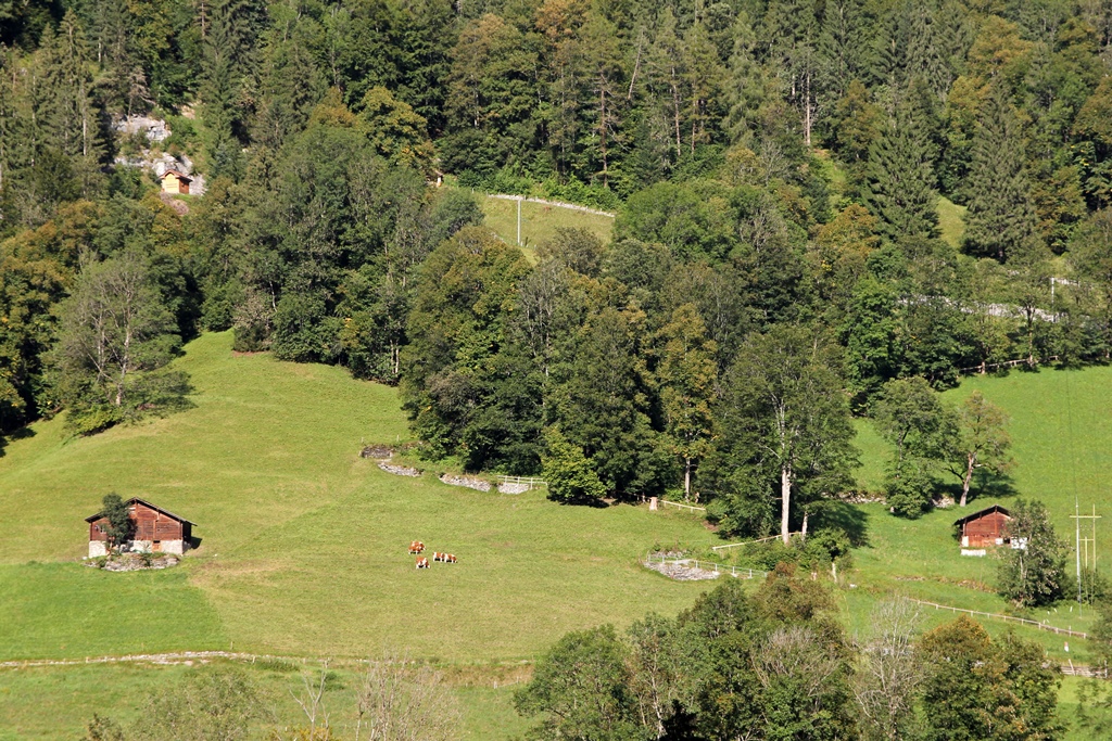Cows Across from Lauterbrunnen